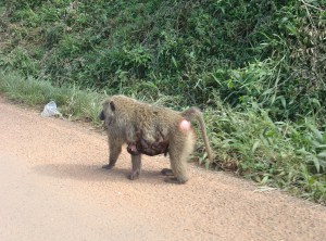 A baboon and her baby along the Northern Highway, Uganda.