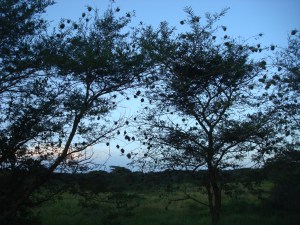 Birds nests at sunset on the outskirts of Murchison Falls National Park, Uganda.