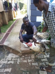 Dinner being carried to his doom.