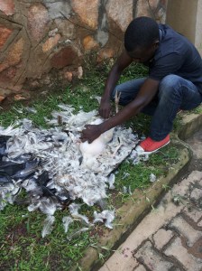 Feathers feathers everywhere.